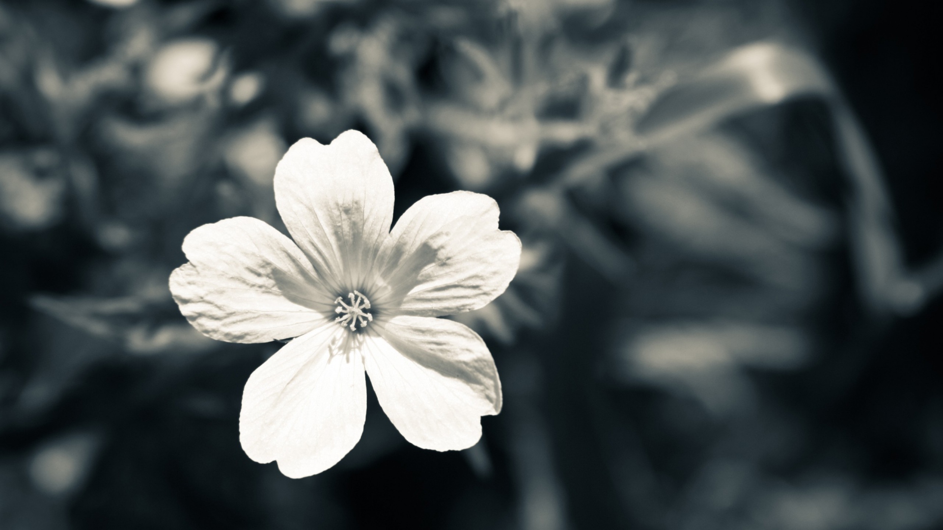 Black White Flower Photography #6974446
