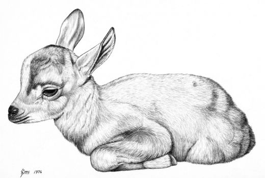 how to draw realistic baby animals