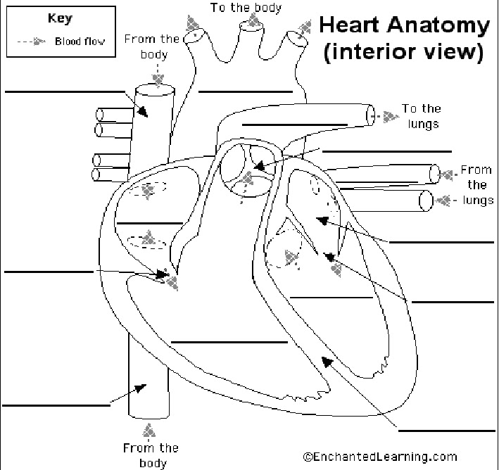 human circulatory system diagram unlabeled