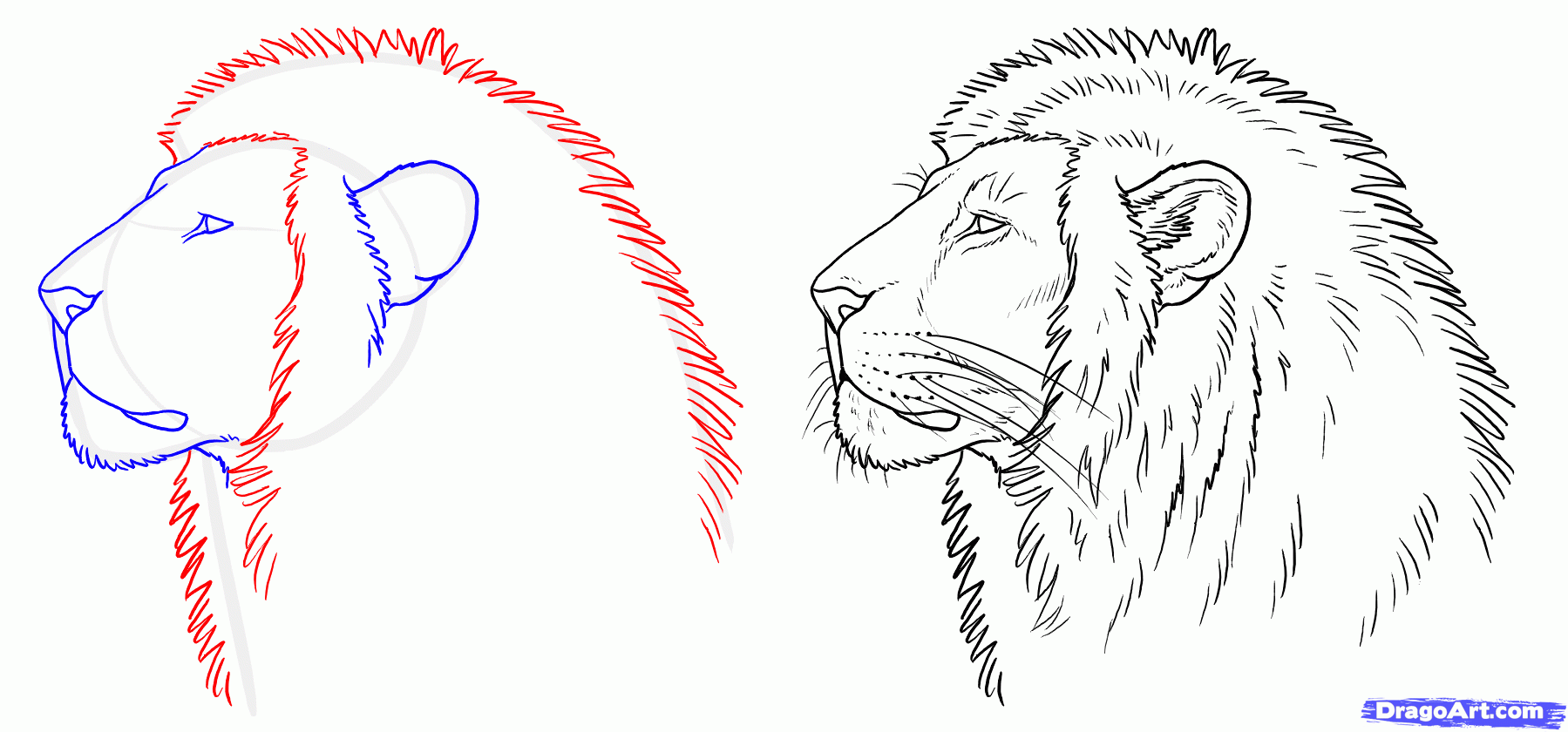 how to draw a realistic lion step by step