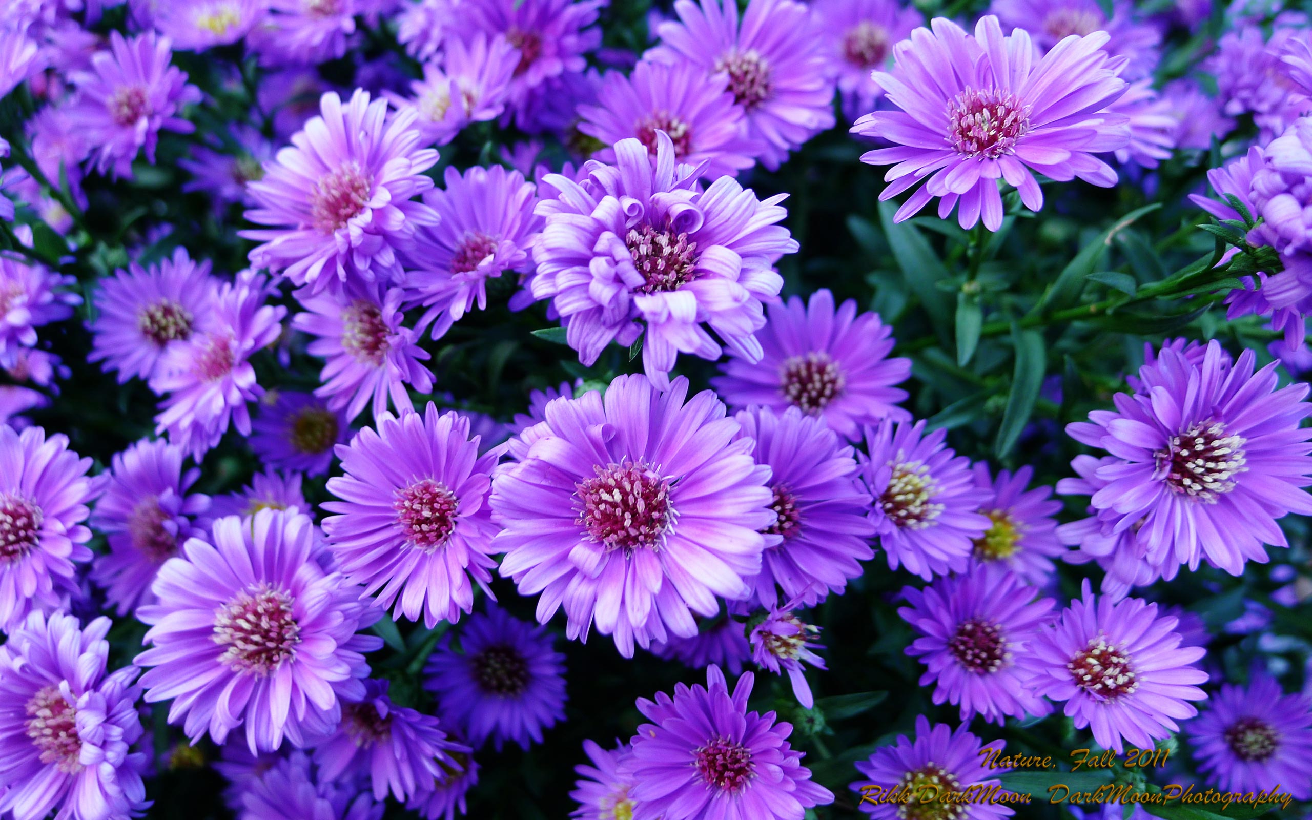 Free Purple Flowers, Download Free Purple Flowers png images, Free