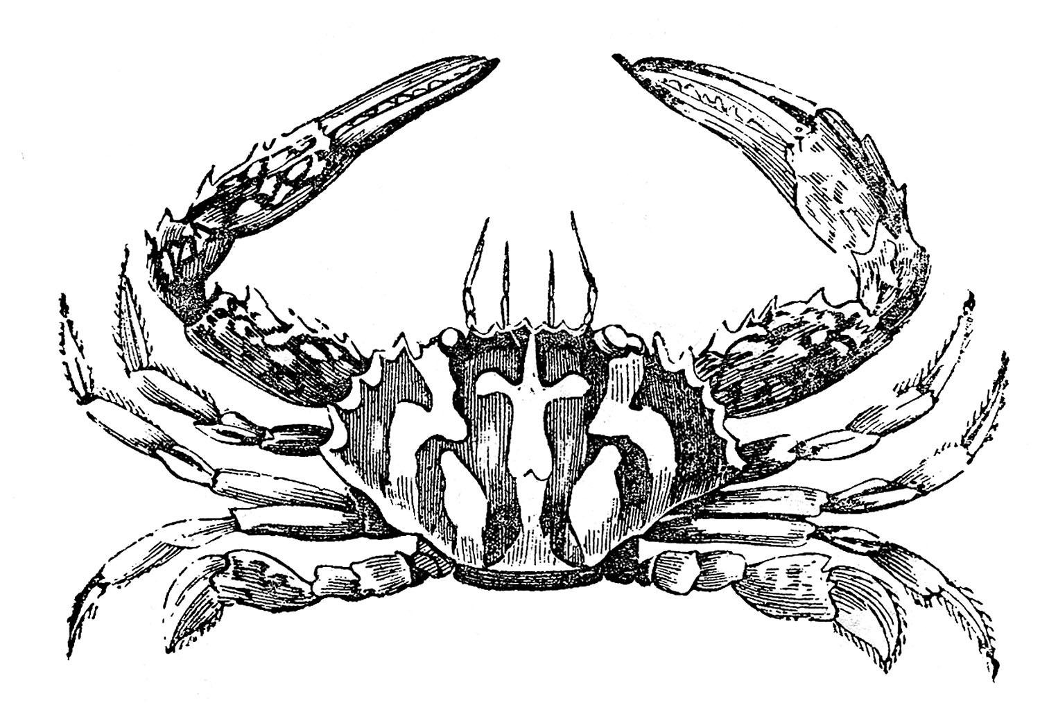 Vintage Clip Art - 3 Fine Crabs  Seahorse Printable - The 