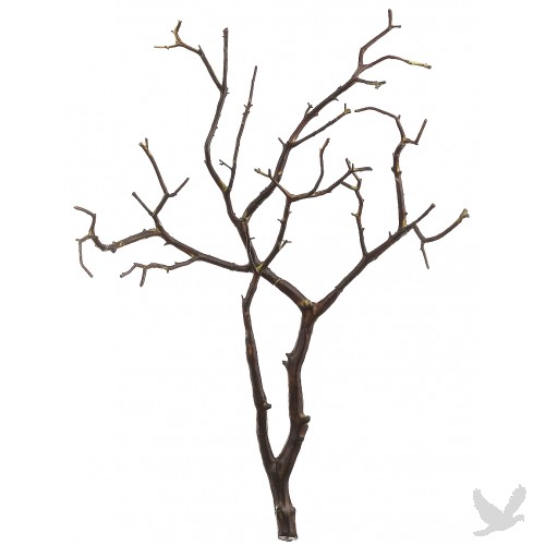 clipart of tree branches - photo #47
