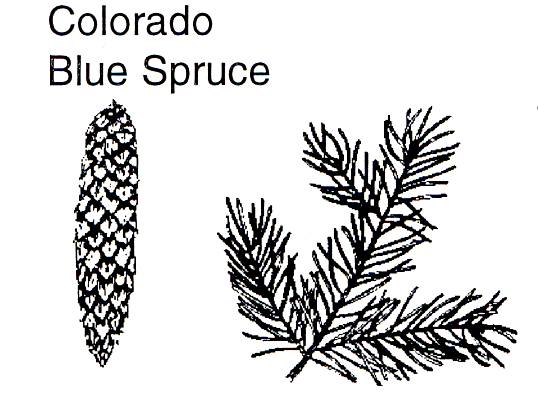 Colorado Blue Spruce - Rocky Mountain National Park (U.S. National 
