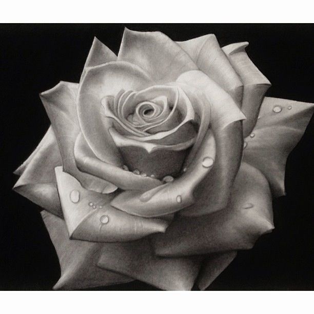 Black and white rose #art #drawing #sketch #pencil | Art 
