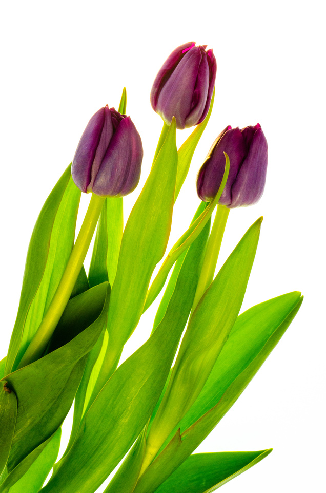 spring tulips clip art - photo #36