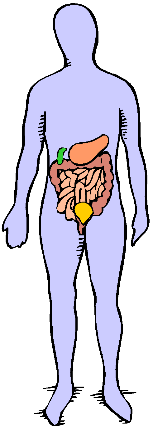 free clipart human body systems - photo #20