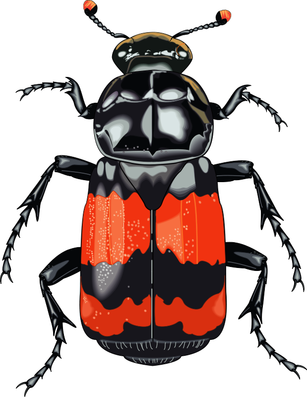 Insect 28 Free Vector 