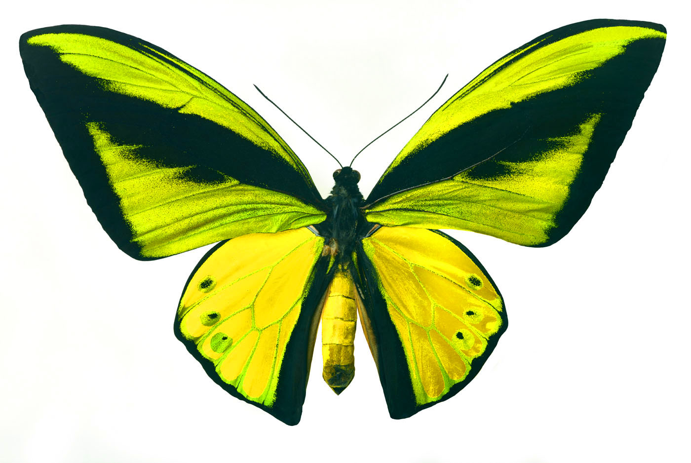 green butterfly clip art - photo #29