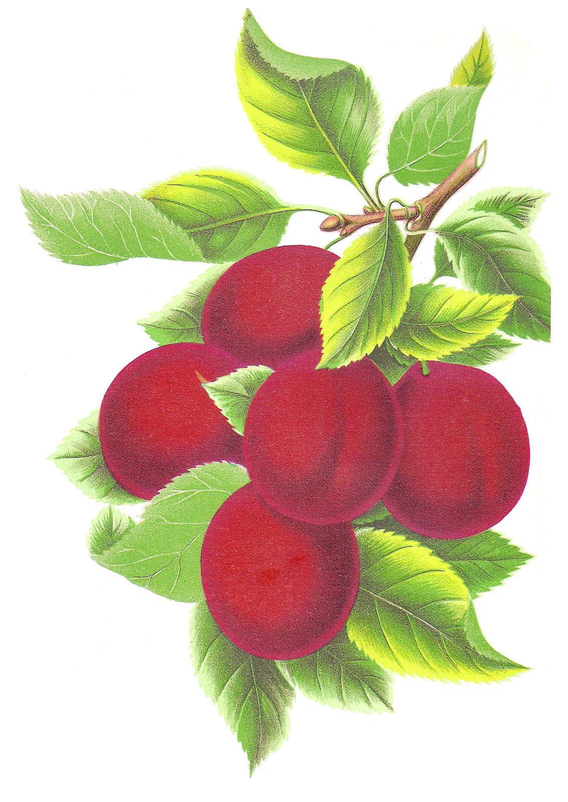 Antique Images: Free Fruit Clip Art: Vintage Illustration of 