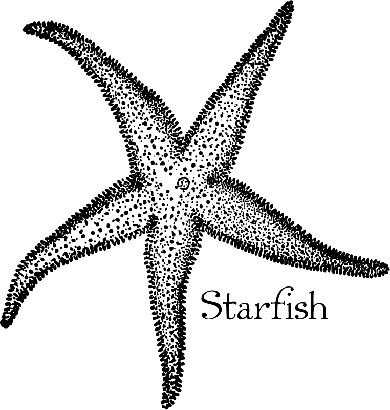 Vintage Summer Beach Starfish Art @ Vintage Fangirl