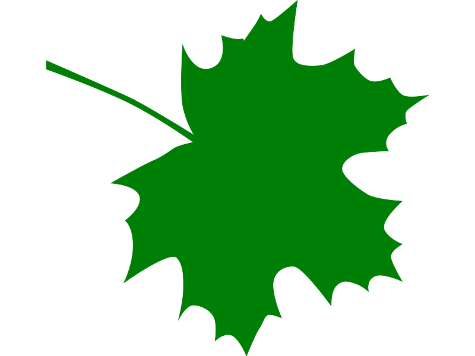 Acer saccharum (Sugar Maple)
