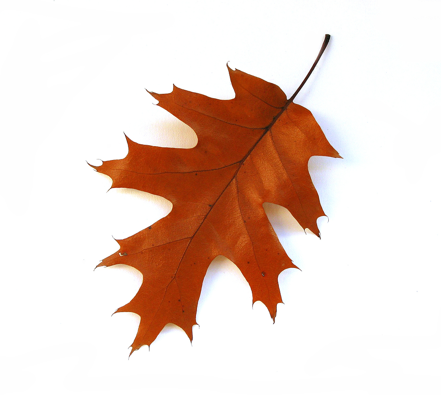 Free Oak Leaf Outline, Download Free Oak Leaf Outline png images, Free
