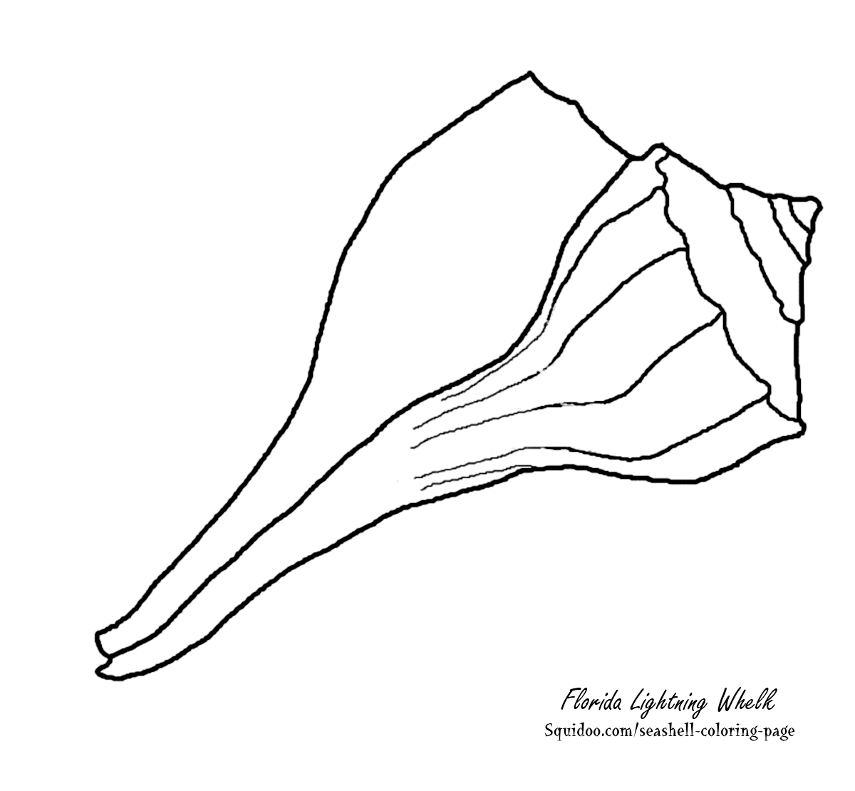 Conch Shell Outline - The Hippest Galleries!