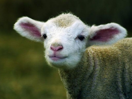 Cute Sheep - Sheep  Animals Background Wallpapers on Desktop 