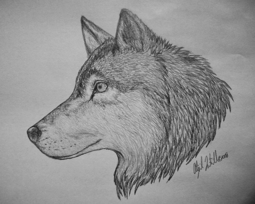 Free Wolf Drawings Download Free Clip Art Free Clip Art On Clipart Library