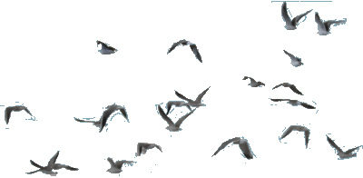 Flying birds for SNIPS | Flickr - Photo Sharing!