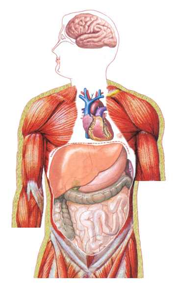 Free Human Body Organs Download Free Clip Art Free Clip Art On