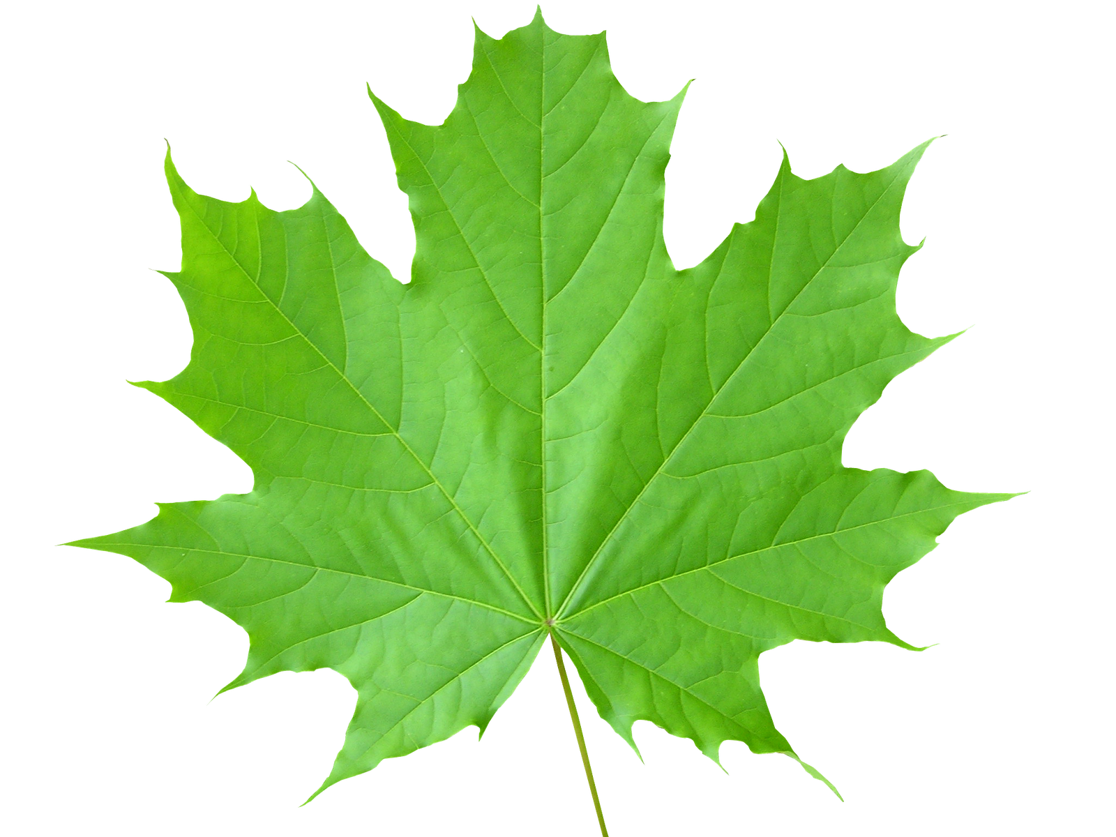 green_leaves_PNG3678.png