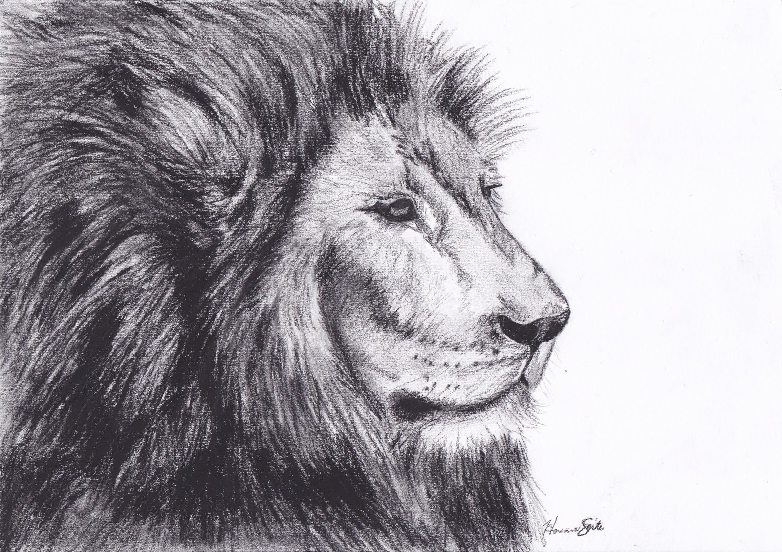 lion drawing - Clip Art Library
