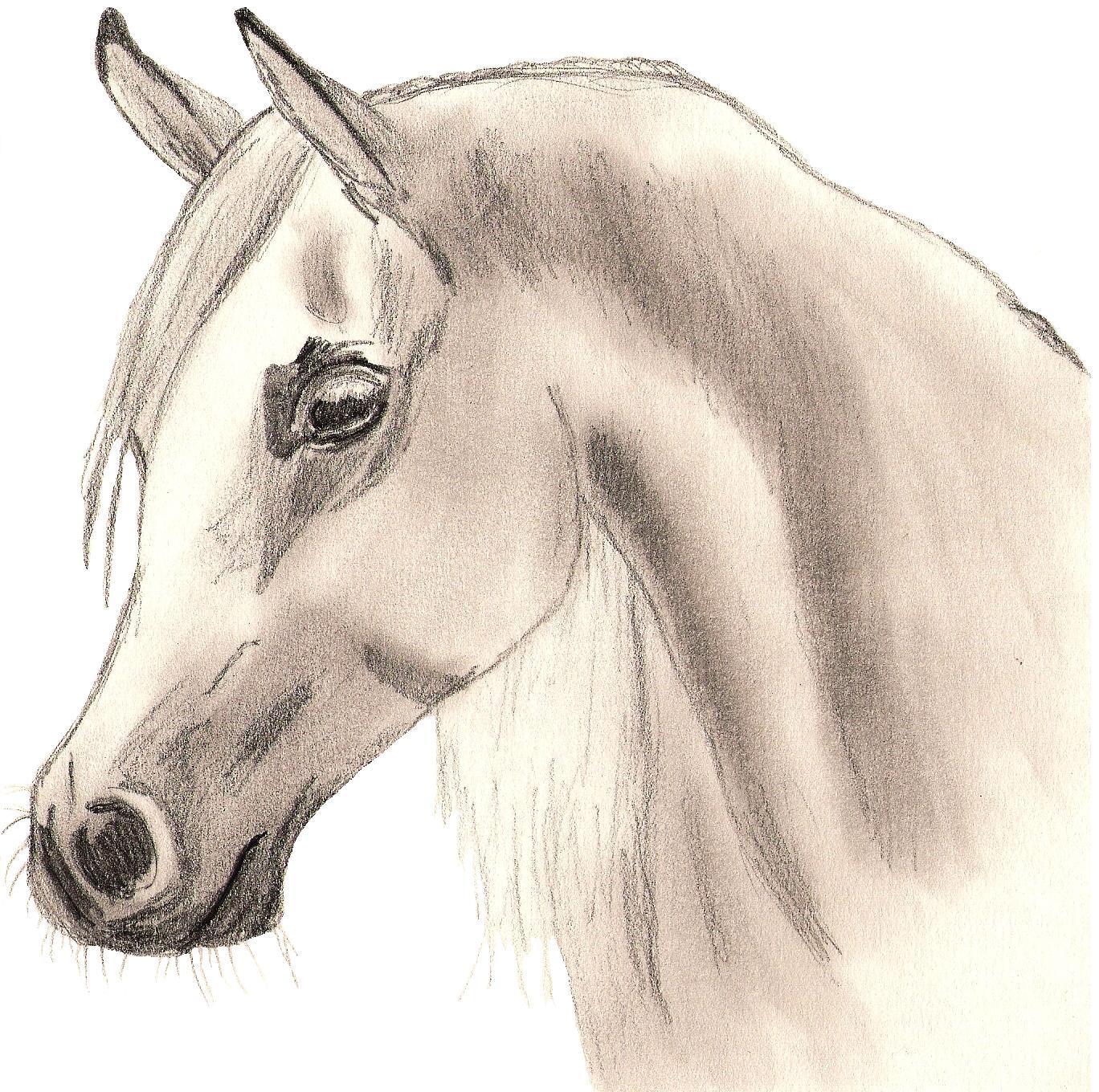 arabian horse drawing easy - Clip Art Library