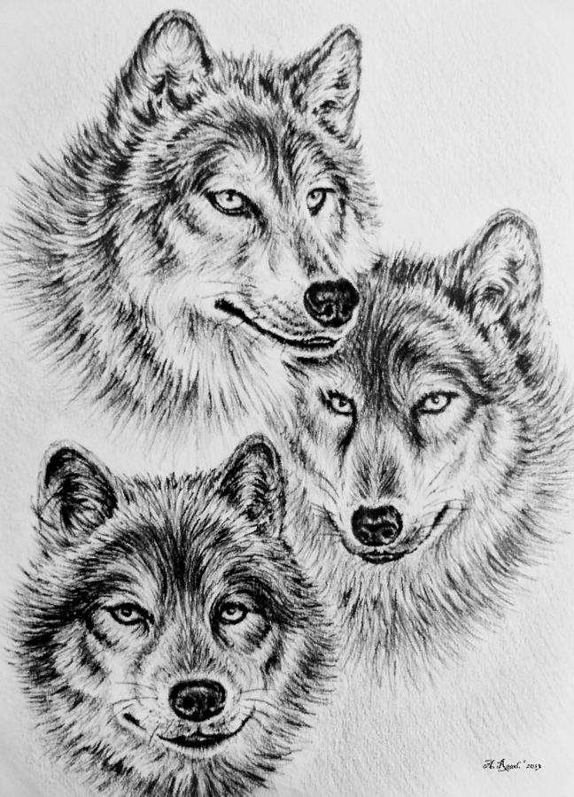 wolves wildlife wolf drawing drawings andrew read painting diamond library clipart clip wall 17th uploaded which
