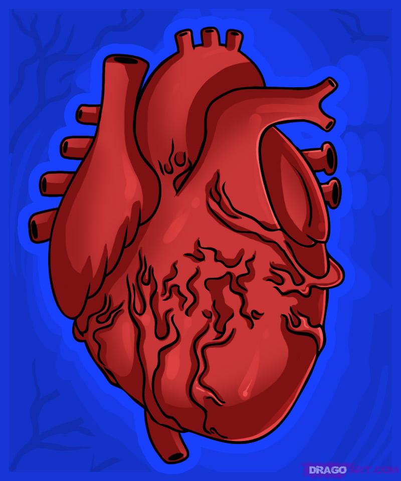 human heart drawing - Clip Art Library