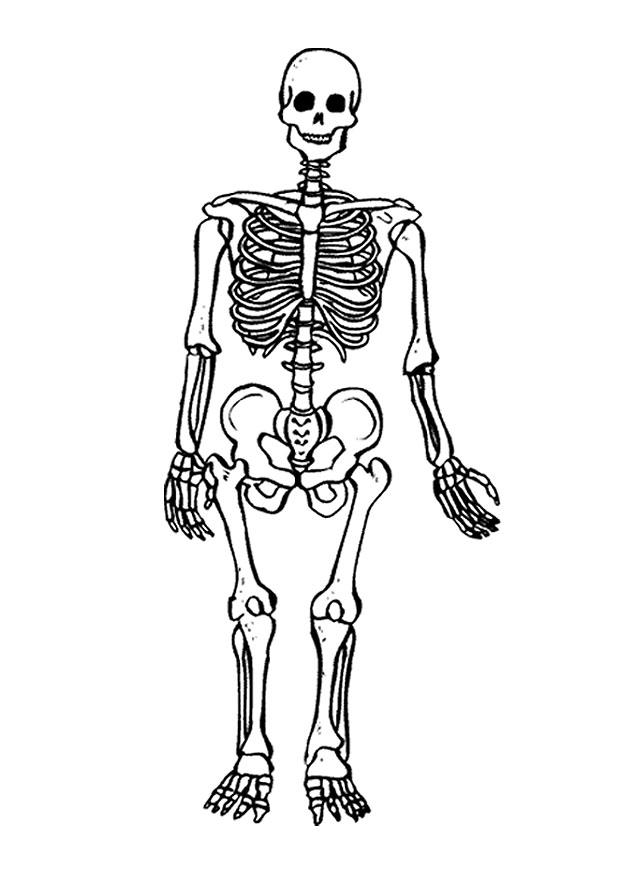 Cartoon Images Human Skeleton