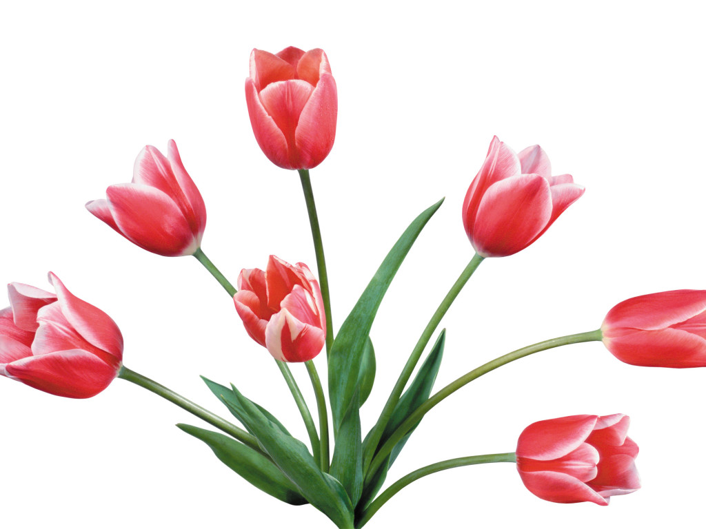 clipart tulips spring flowers - photo #40