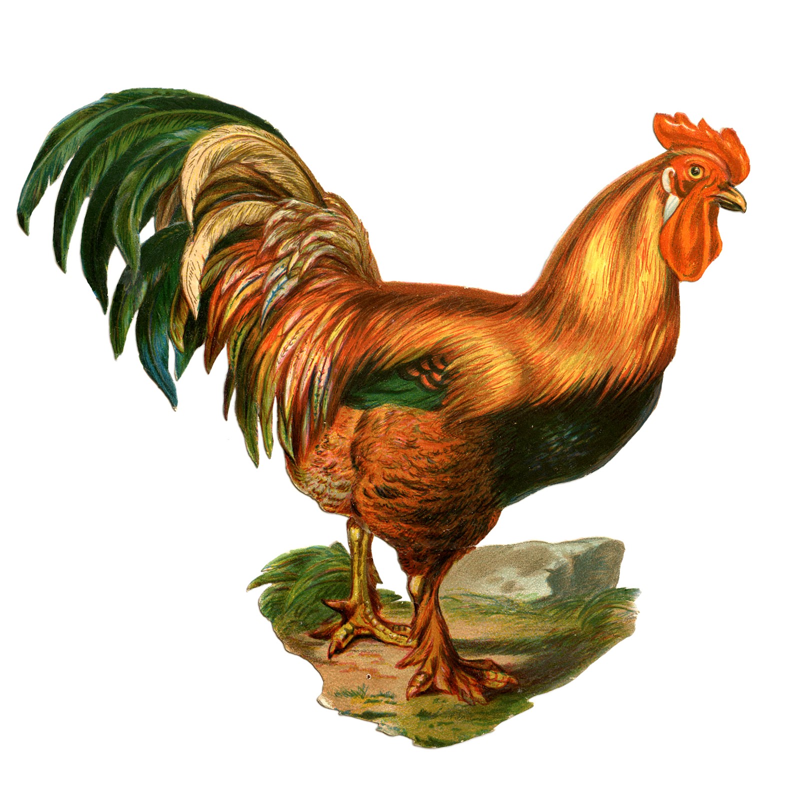 Farm Clip Art - Colorful Rooster - The Graphics Fairy