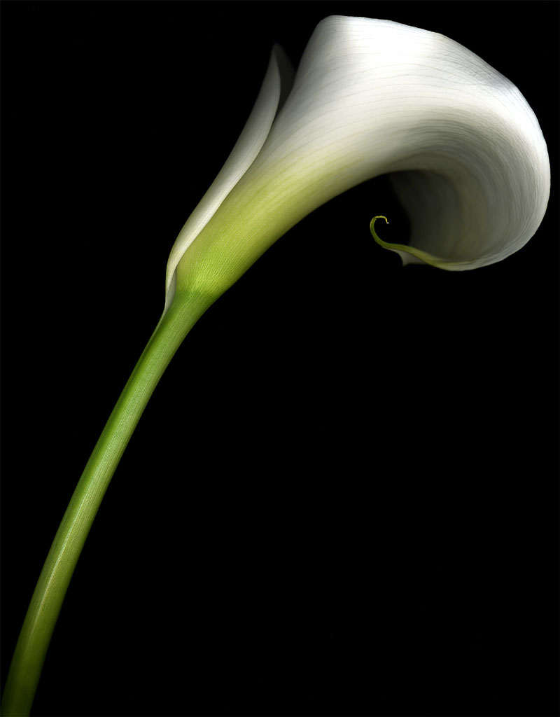 Talking about Flowers: The Calla Lily | Praesto Acacia