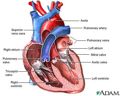 heart diagram with valves | Maria Lombardic