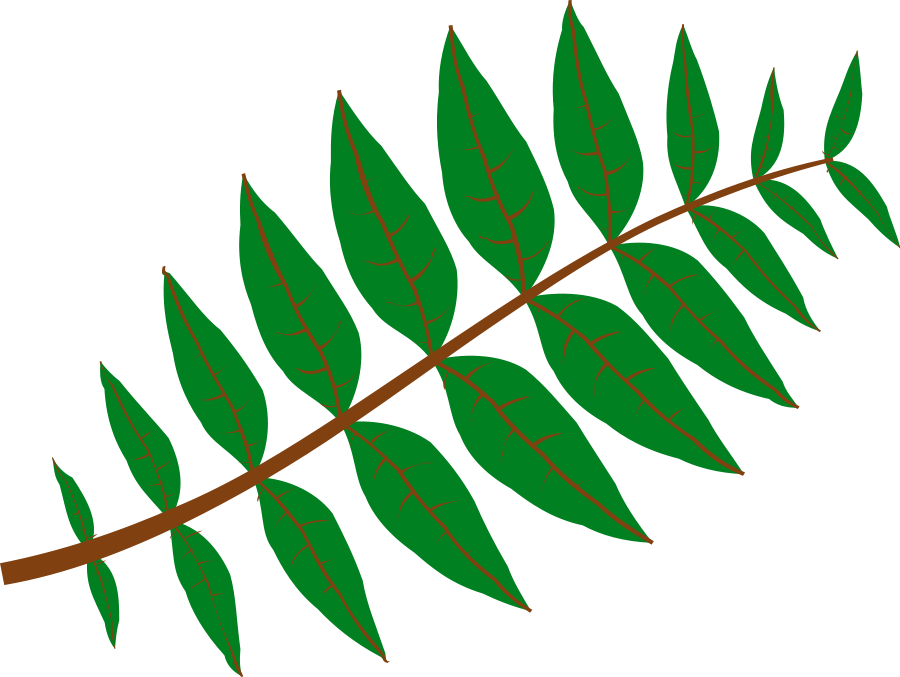 Pinnate Leaf Clipart, vector clip art online, royalty free design 