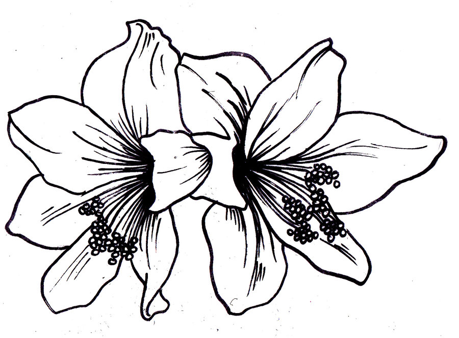 Free Lilies Art, Download Free Clip Art, Free Clip Art on Clipart Library