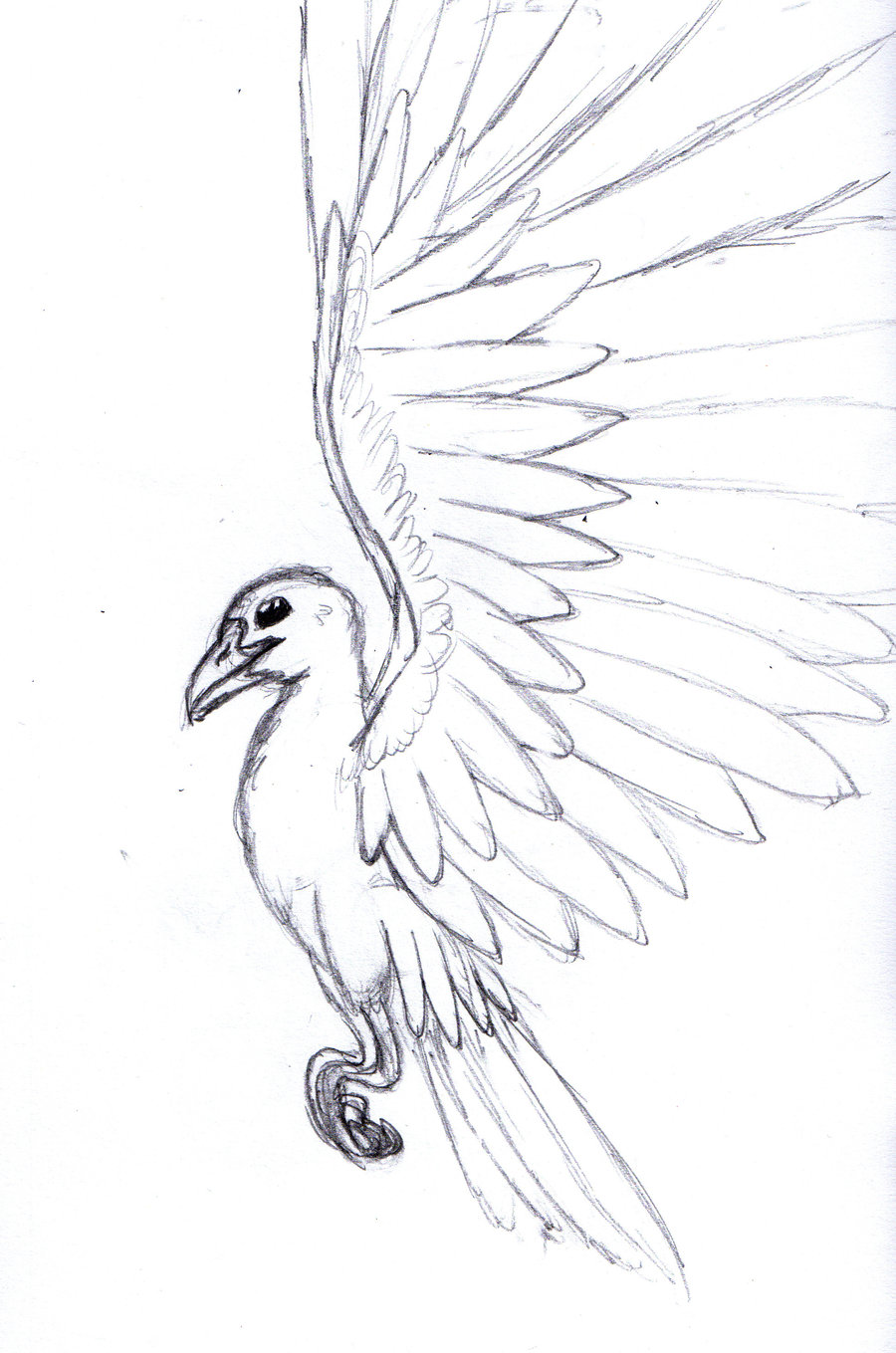 flying dove pencil drawing