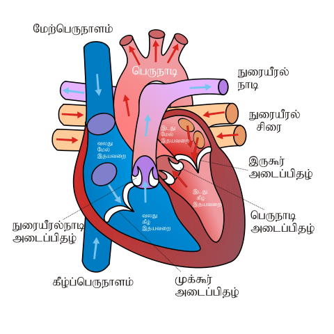 Page 2 For Query Human Heart Sketch Diagram