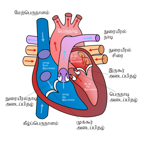 Free Human Heart Sketch Diagram, Download Free Human Heart Sketch