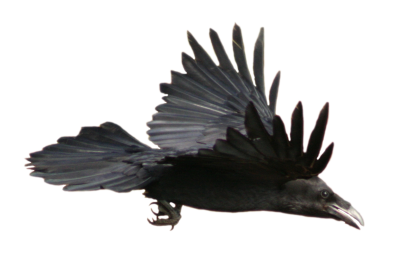 Clipart library: More Like STOCK Raven Flying (with Alpha Layer) by 
