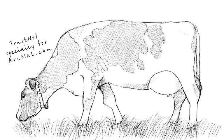 How-to-draw-a-cow-step-5
