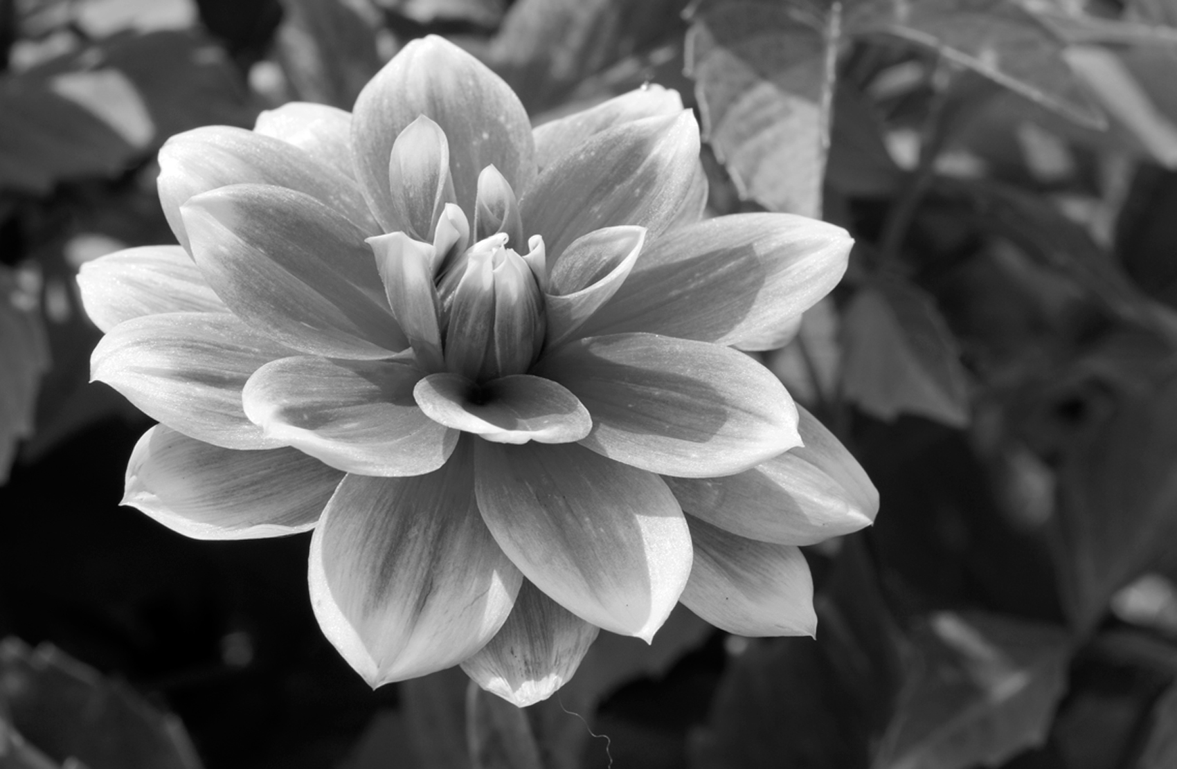 Black And White Flower Photo