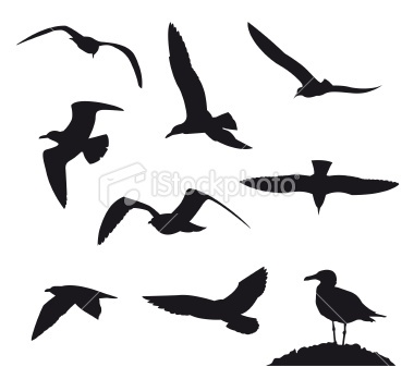 Tattoos - birds  feathers on Clipart library | Seagull Tattoo, Bird 