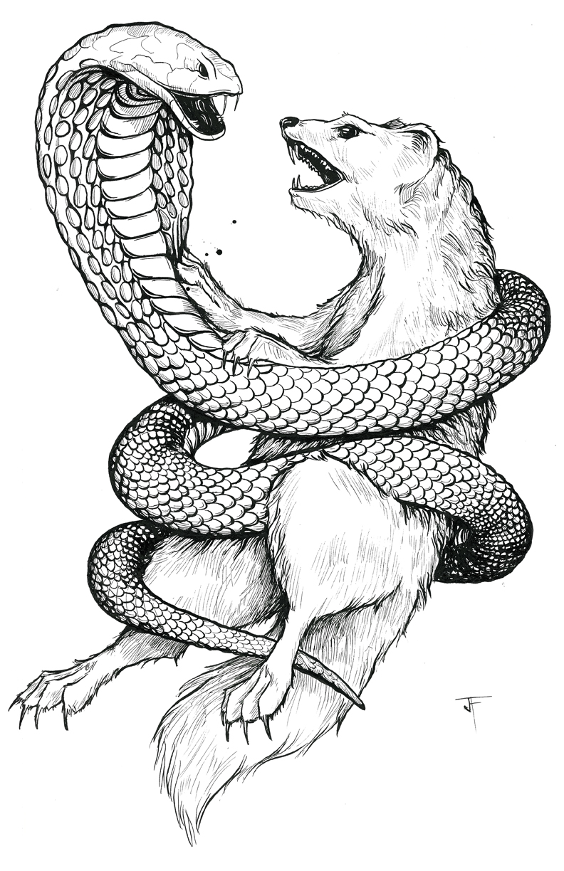 Free Cobra Drawing, Download Free Cobra Drawing png images, Free