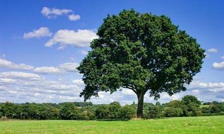 Oak-tree-in-field-007.jpg