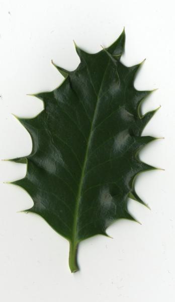 Holly Leaf Related Keywords  Suggestions - Holly Leaf Long Tail 