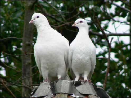 Two Doves Images images