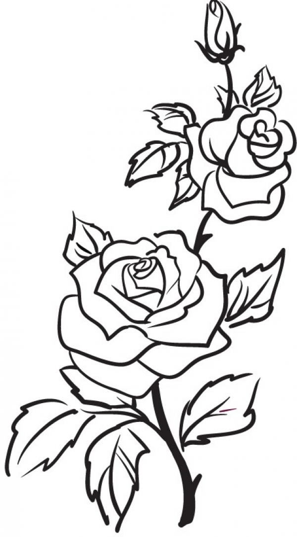 Two Roses Outline Rose Flowers Wall Stickers Wall Art Decal 02