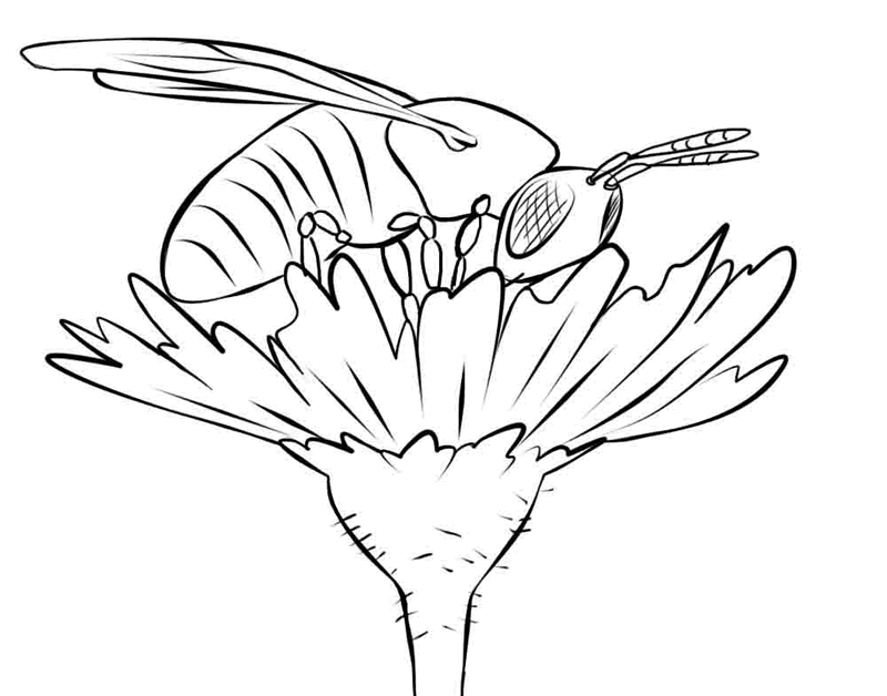 FREE Bee Coloring Picture 19