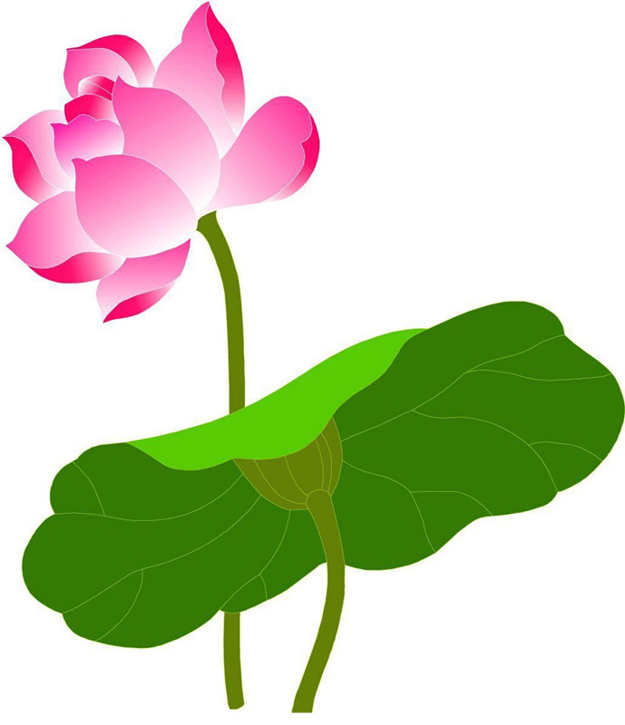 clipart water lily - photo #44
