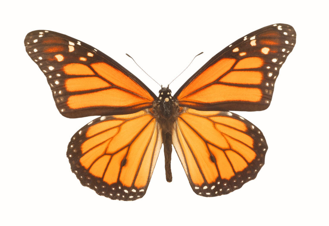 free clip art of monarch butterfly - photo #22