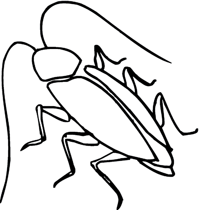 Cockroach coloring page - Animals Town - animals color sheet 